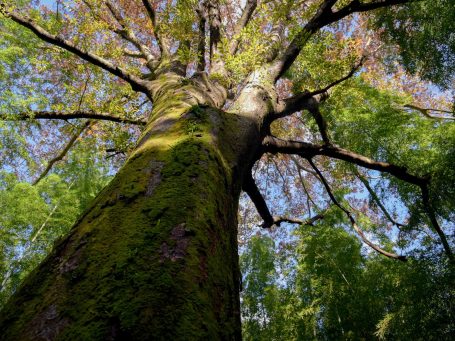 J'ai marché jusqu'à mes racines d'homme Un arbre en contre plongée